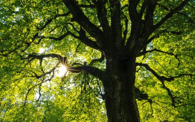 6 questions avant de débuter son arbre généalogique
