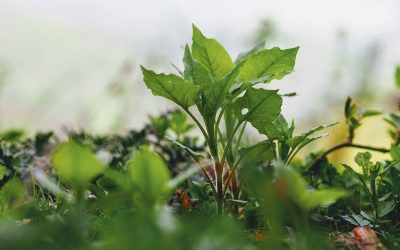 Reprendre son arbre généalogique de zéro